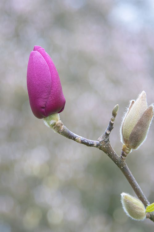 Foto d'estoc gratuïta de a l'aire lliure, blur de fons, brots de flors