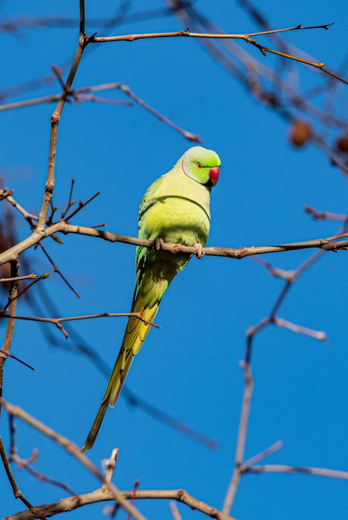 インコ, 動物, 垂直ショットの無料の写真素材