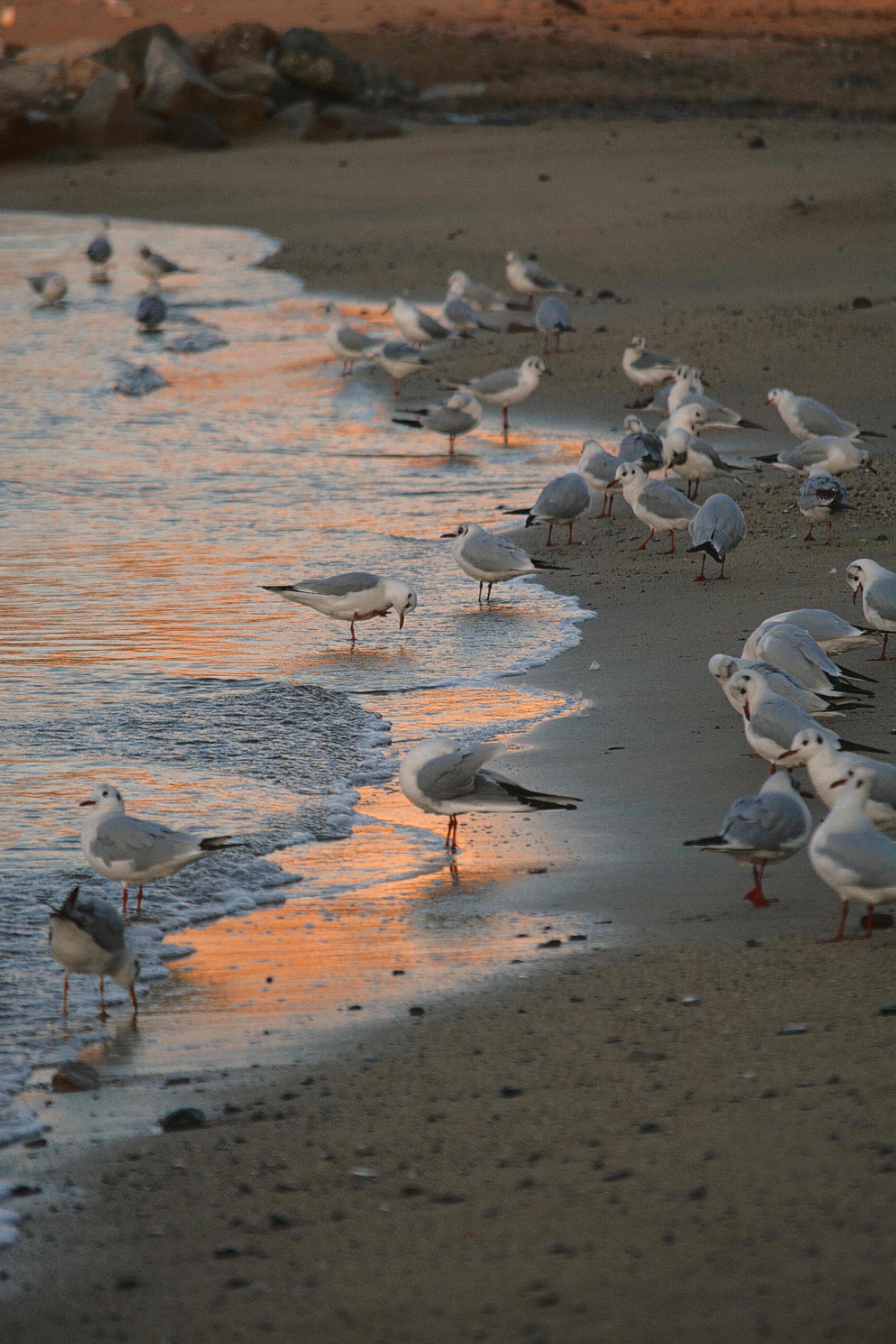 A serene beach scene featuring a flock of seagulls by the water's edge at sunset, reflecting warm colors.
