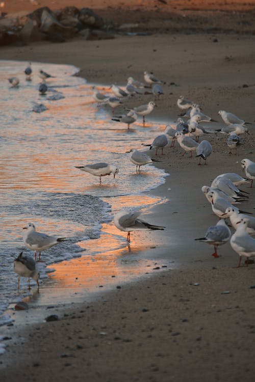 A Flock of Seagulls on the Shore