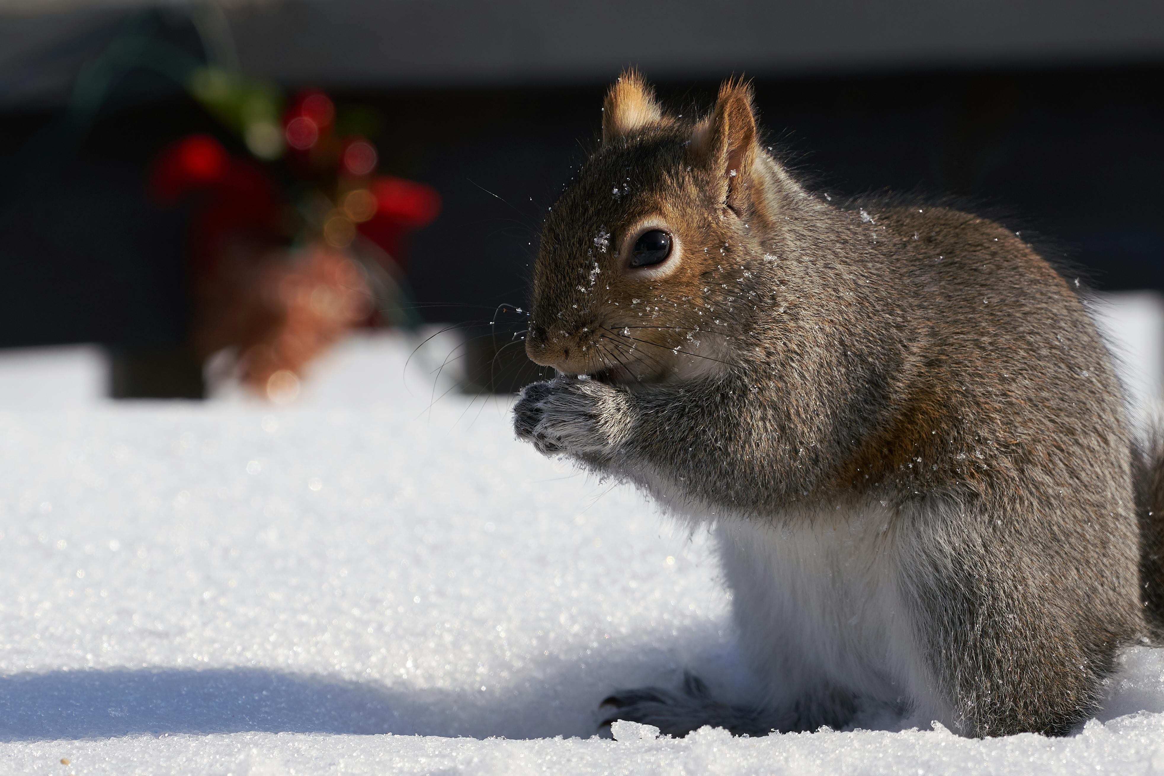 Free stock photo of squirrel, winter