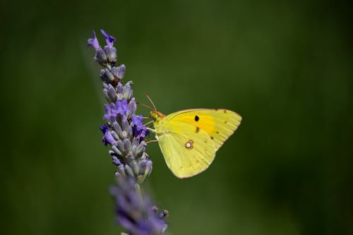 Close-Up Shot of a Yellow Butterfly Perched on a Lavender