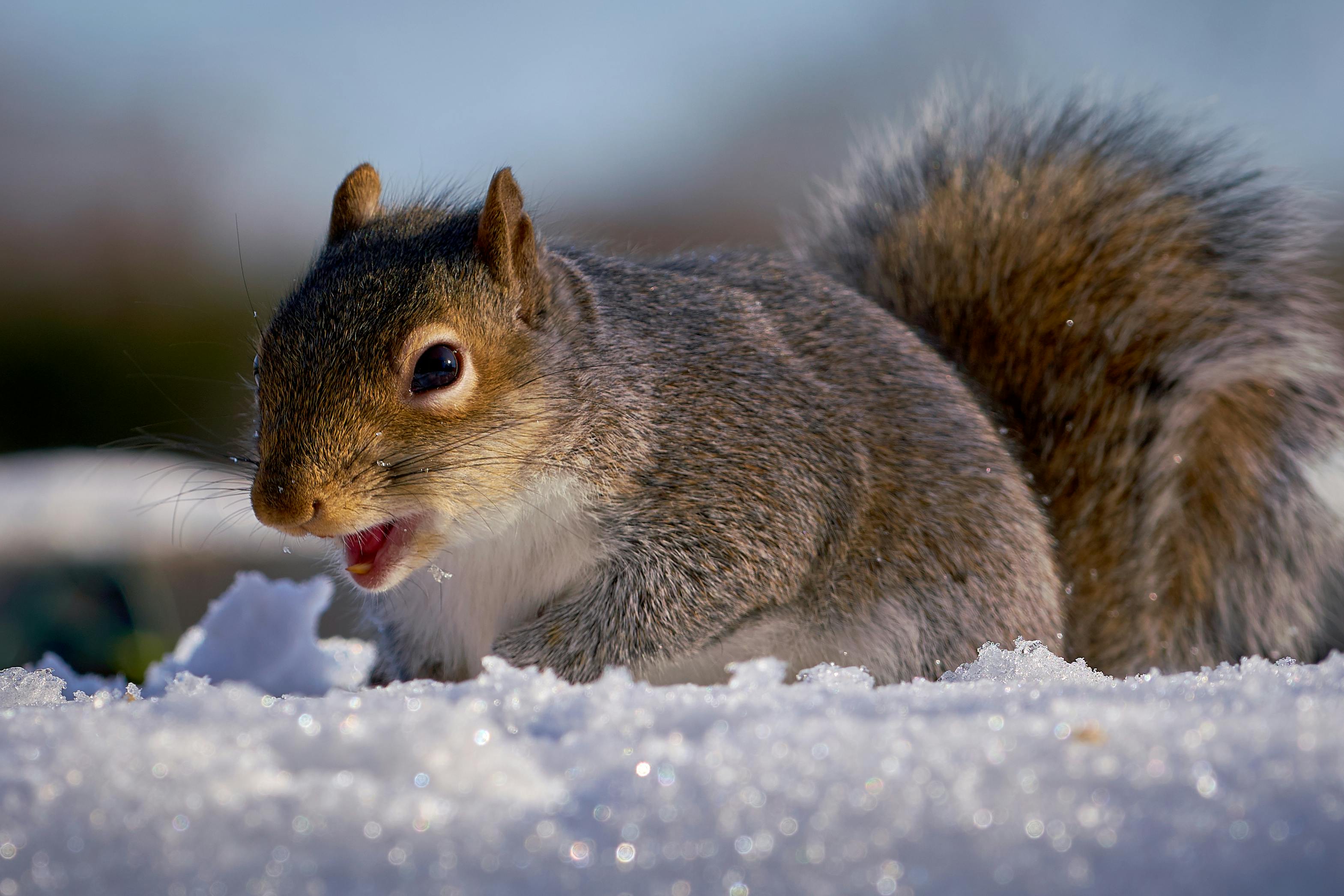 Free stock photo of squirrel, winter