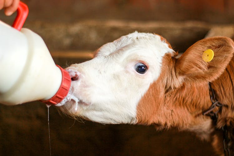 Close Up Shot Of A Calf Drinking Milk From A Bottle