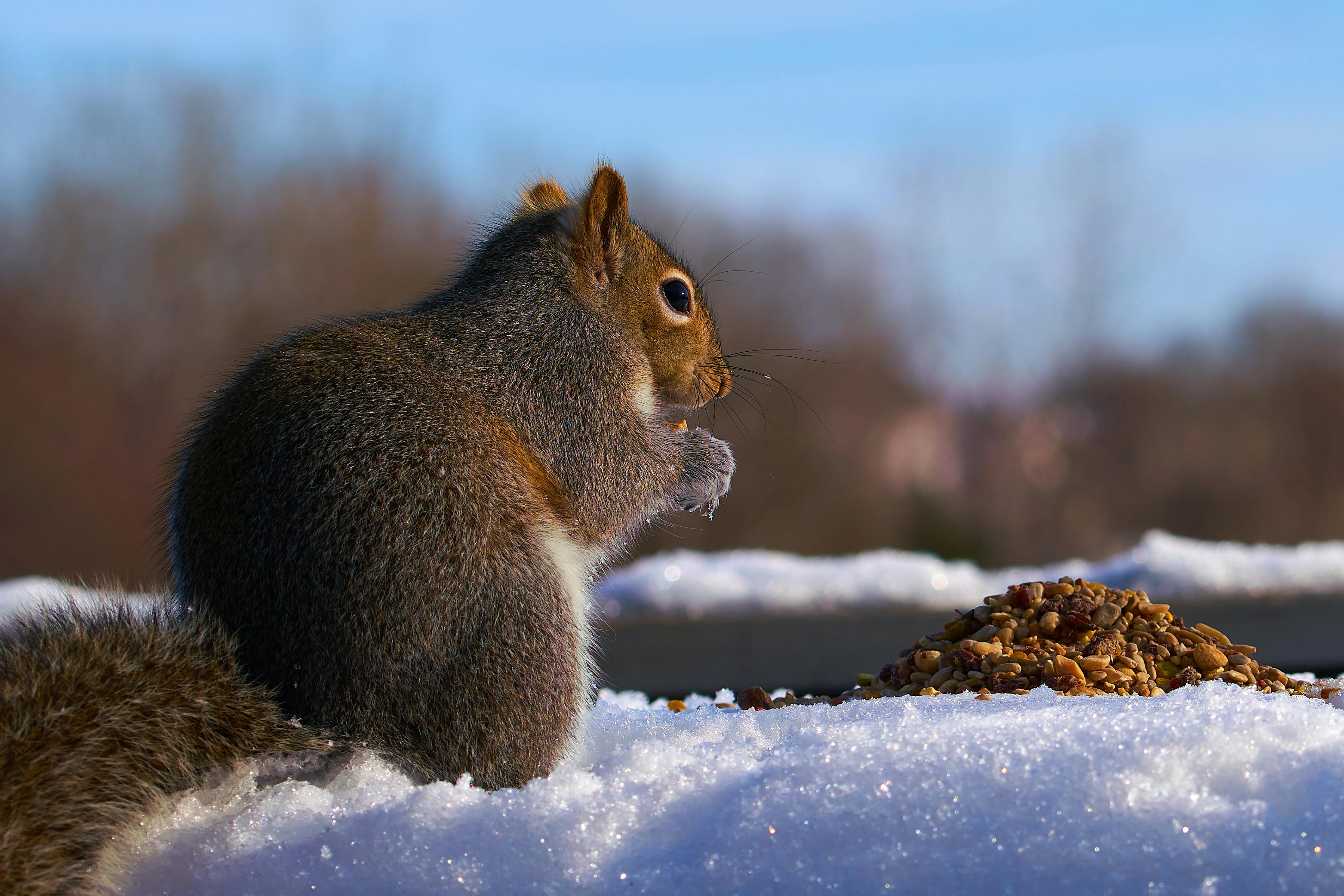 Free stock photo of food, squirrel, winter