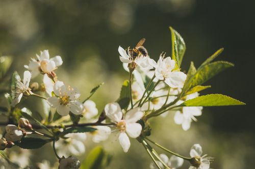 Free A bee pollinating white cherry blossoms in spring sunlight, showcasing nature's harmony. Stock Photo