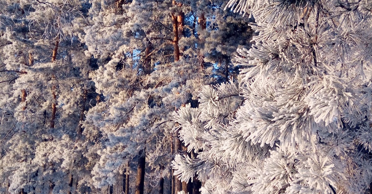 Free stock photo of cold, colour, forest