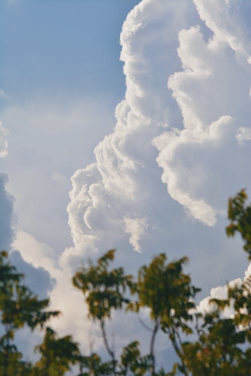 คลังภาพถ่ายฟรี ของ skyscape, ต้นไม้สีเขียว, ท้องฟ้าสวยงาม