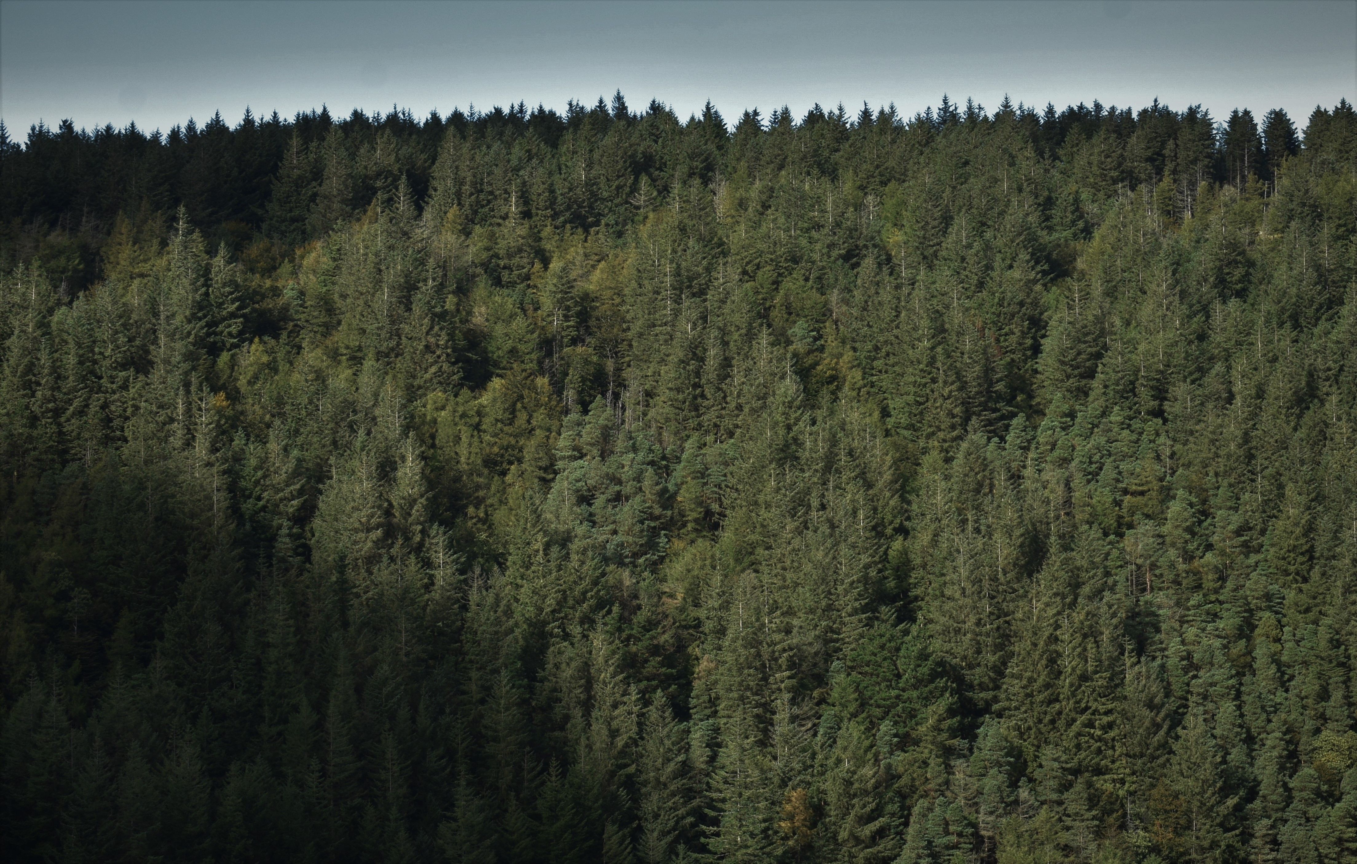 Boreal forest and beaver ponds on Isle Royale