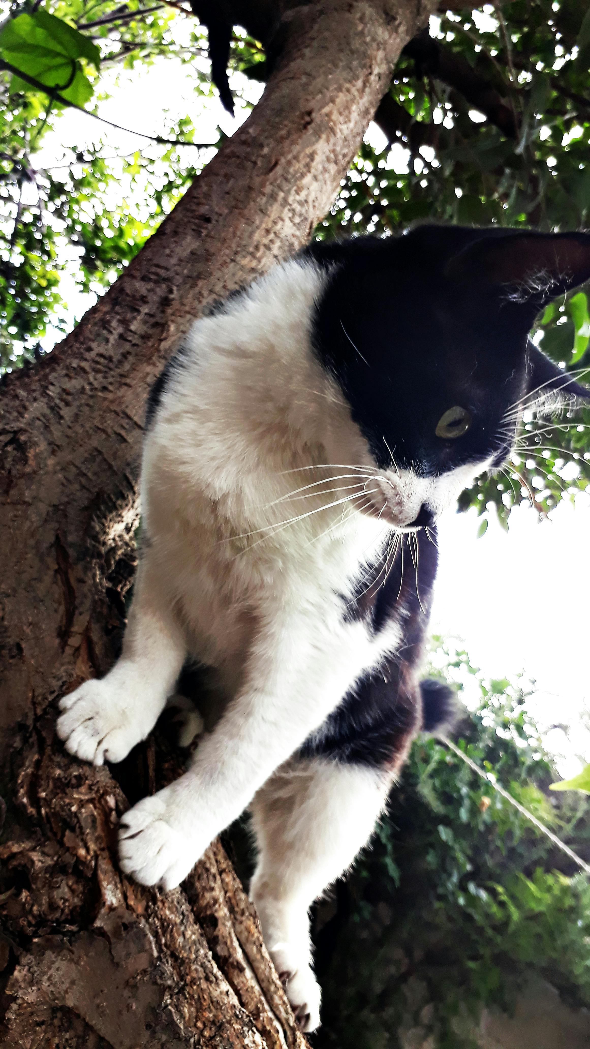 Free stock photo of black and white, cat, tree