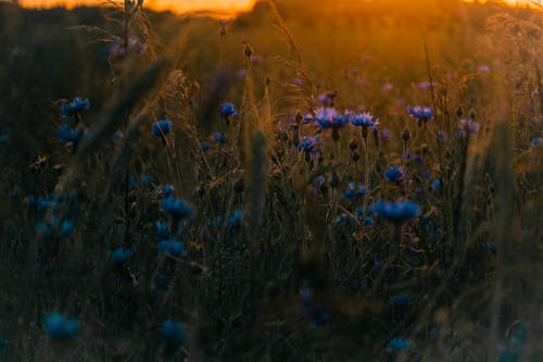 Free stock photo of april, atmospheric evening, beautiful nature