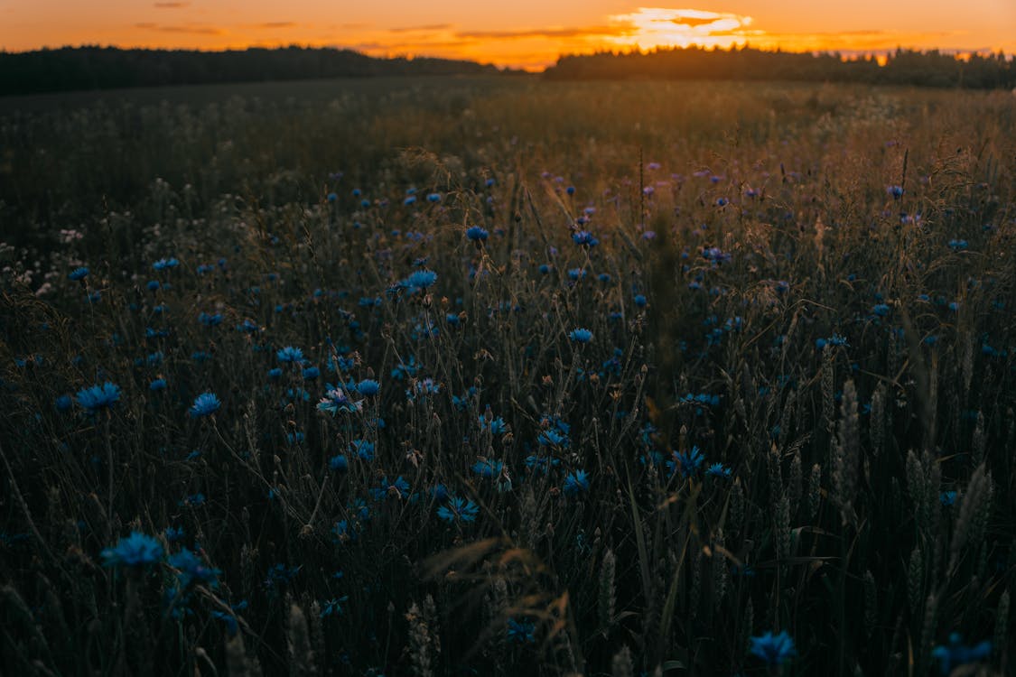 Blue and Green Flowers