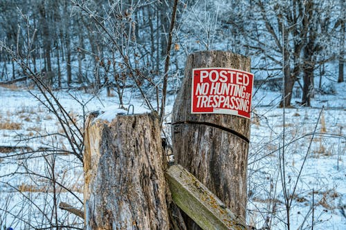 Immagine gratuita di abbaiare, alberi, alberi coperti di neve