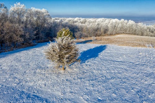 Безкоштовне стокове фото на тему «дерева, зима, ліс»