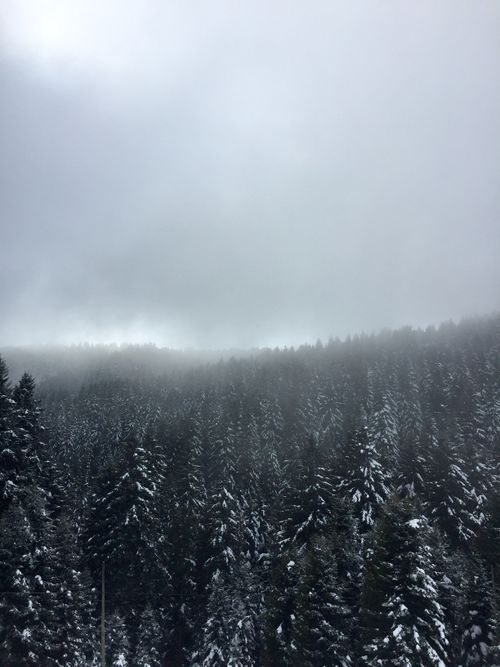 Free A serene snow-covered pine forest in Turkey under a gray, cloudy winter sky. Stock Photo