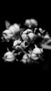 Flowers in Black and White View