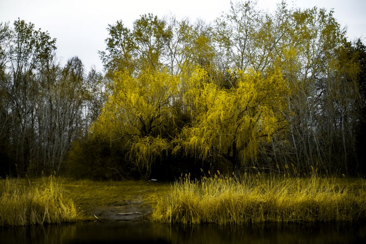 Trees By The Lake 