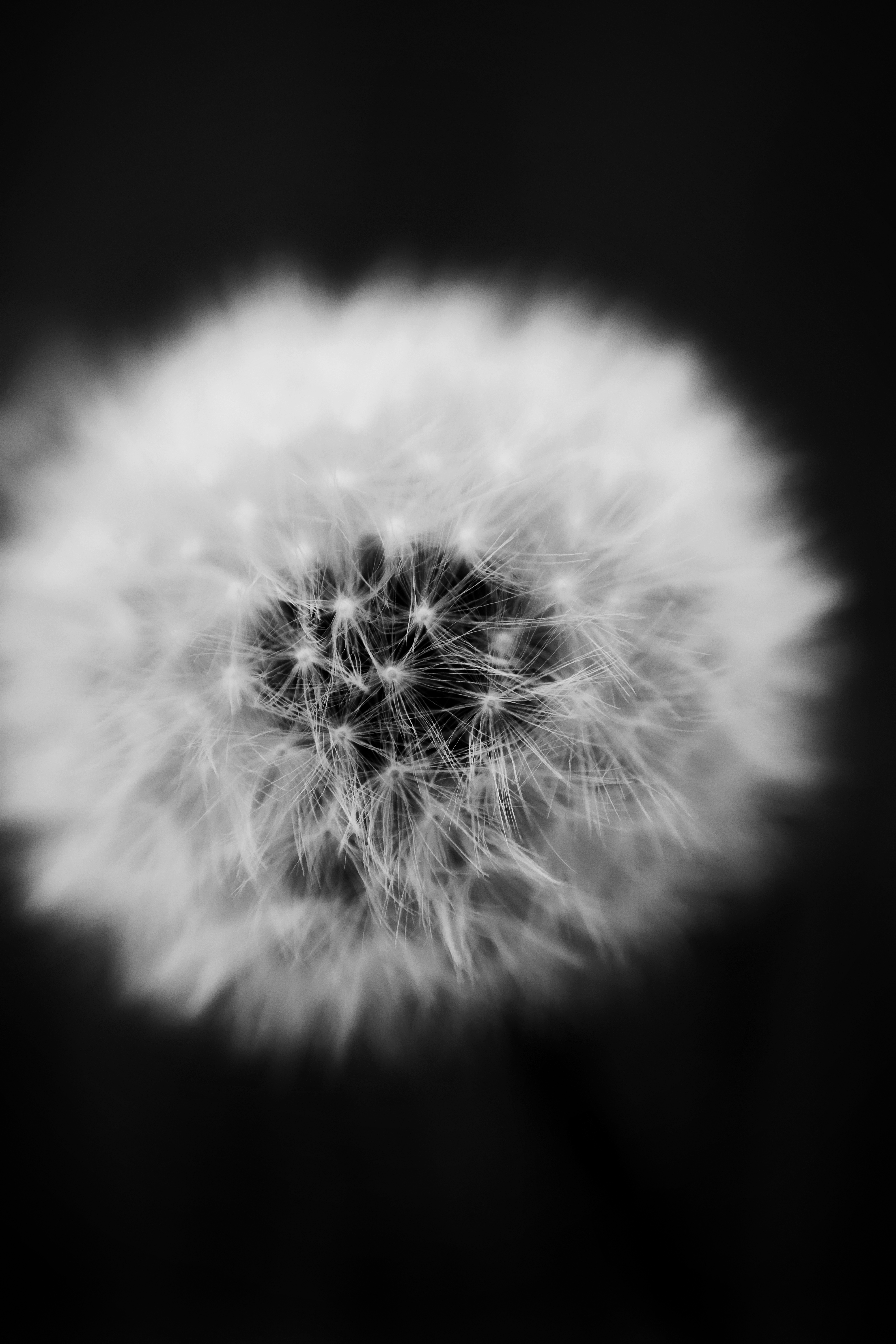Grayscale close-up of a dandelion showcasing intricate natural details.