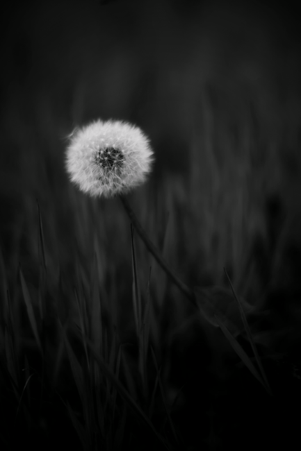 Black and white close-up of a dandelion puff in focus with blurred background.
