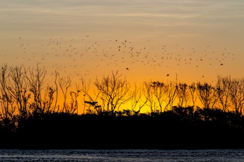 Безкоштовне стокове фото на тему «вечір, вода, дерева»