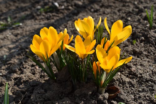 Close-Up Photo of Yellow Crocus Flowers in Bloom