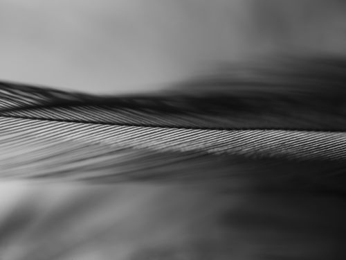 Free Monochrome macro close-up of a feather, showcasing detailed texture and patterns. Stock Photo