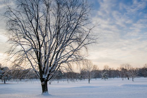 Free Leafless Tree Covered in Snow Stock Photo