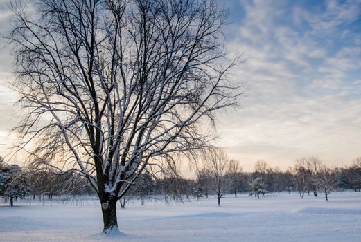 A peaceful winter scene with frosted trees and fresh snow in a serene park at dawn. Perfect nature photography.