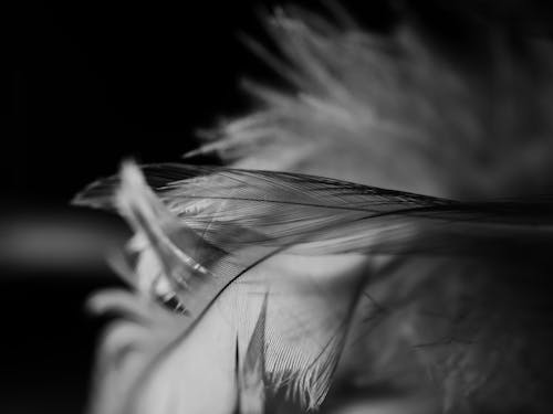 Free Selective Focus Photo of a Black Feather Stock Photo