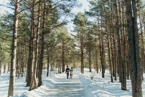 Free Photos gratuites de arbres, couple, couvert de neige Stock Photo