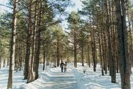 Person in Black Jacket and Black Pants Walking on Snow Covered Ground Between Trees