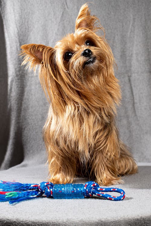 Free Brown Long Coat Small Dog Looking Up Stock Photo
