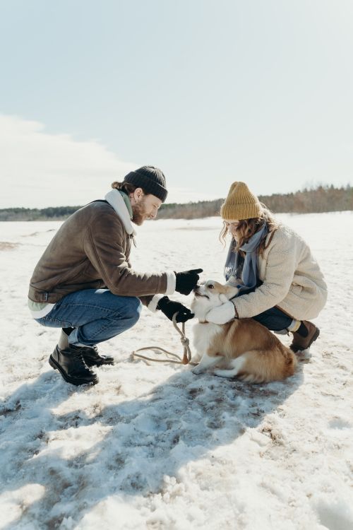 Free A couple wearing winter clothes play with their corgi on a snowy landscape. Stock Photo