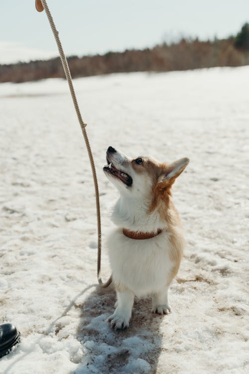 Dog on Snow Covered Ground