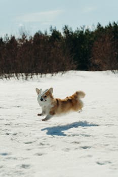 A playful corgi leaps through a snow-covered field, capturing winter's joy.