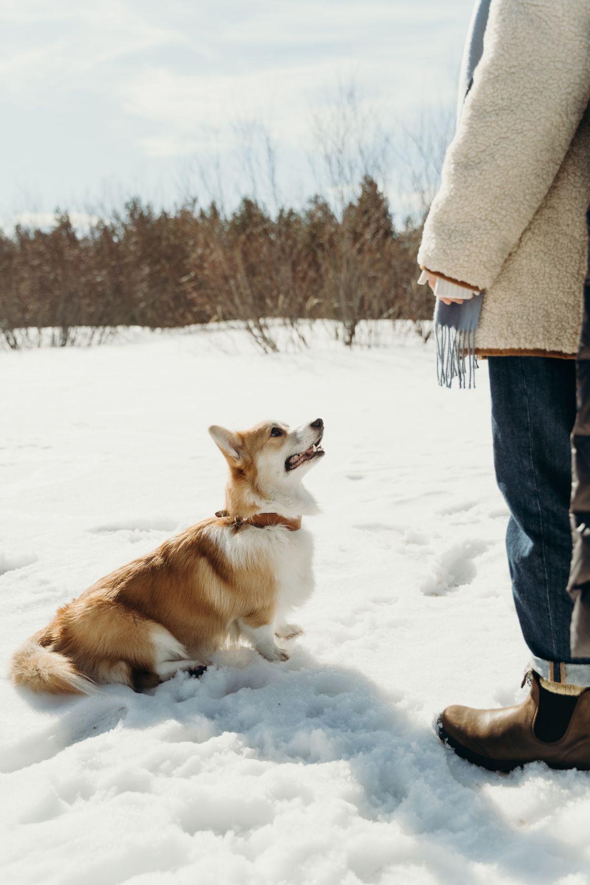 A corgi sitting in the snow beside its owner