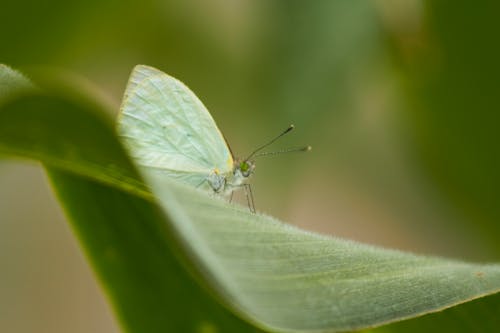 Butterfly Perched on Green Leaf in Close Up Photography