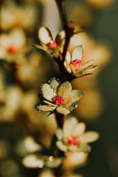 Macro shot of delicate flower buds adorned with dewdrops, highlighting their beauty.