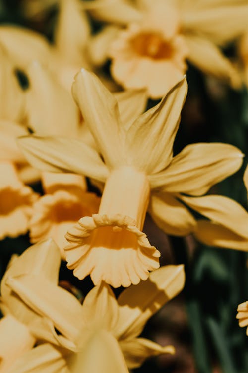 Yellow Daffodil Flowers in Close-up Photography
