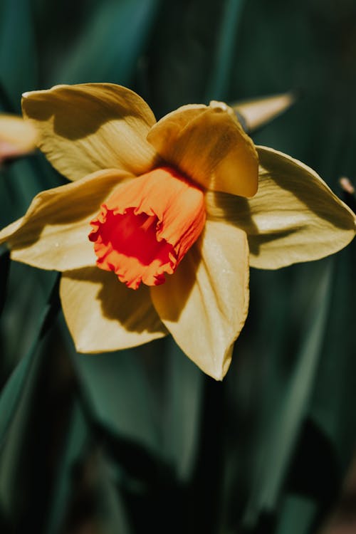 Foto stok gratis berbunga, bunga, bunga daffodil