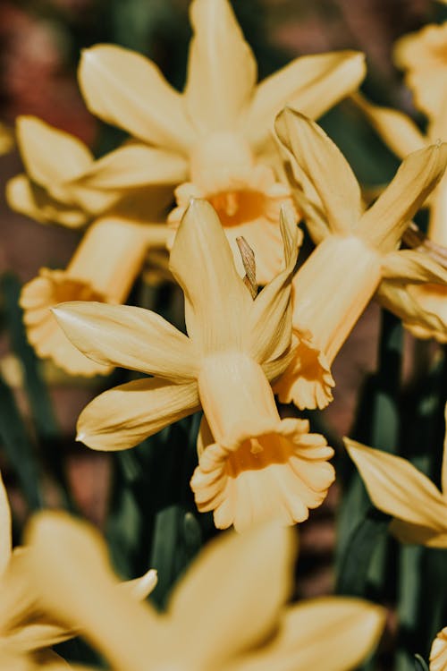 Free Yellow Daffodil Flowers in lose-Up Photography Stock Photo