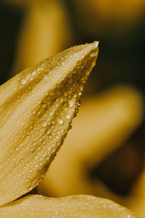 Yellow Petal With Water Droplets