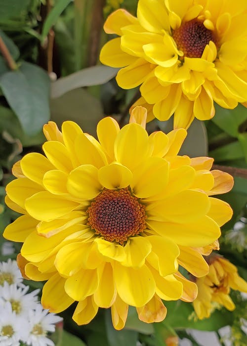 Kostnadsfri bild av blomfotografi, blomma, flora