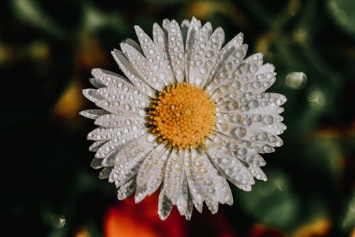White Daisy With Water Droplets
