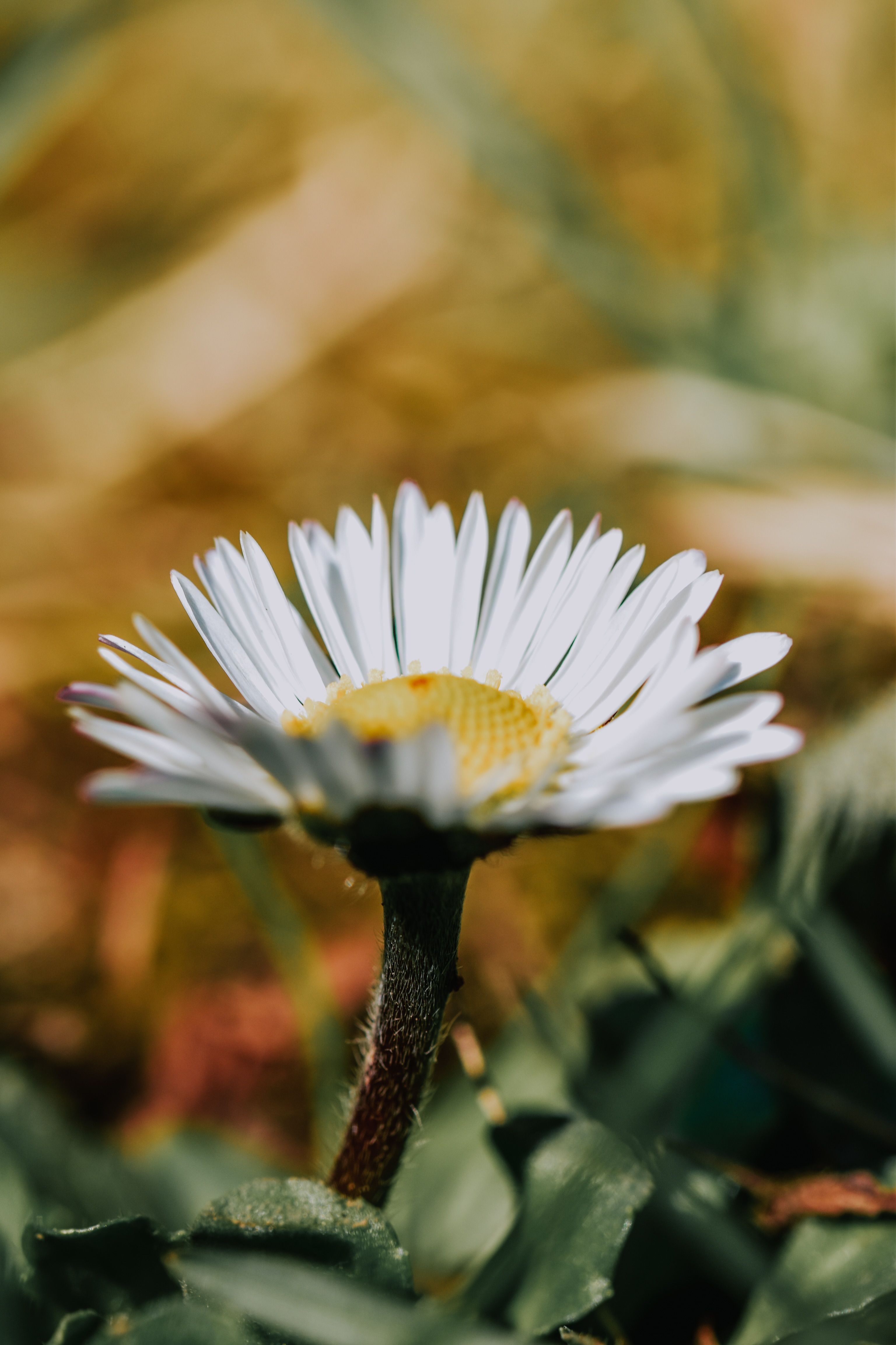 White Flower in Close Up Photography · Free Stock Photo