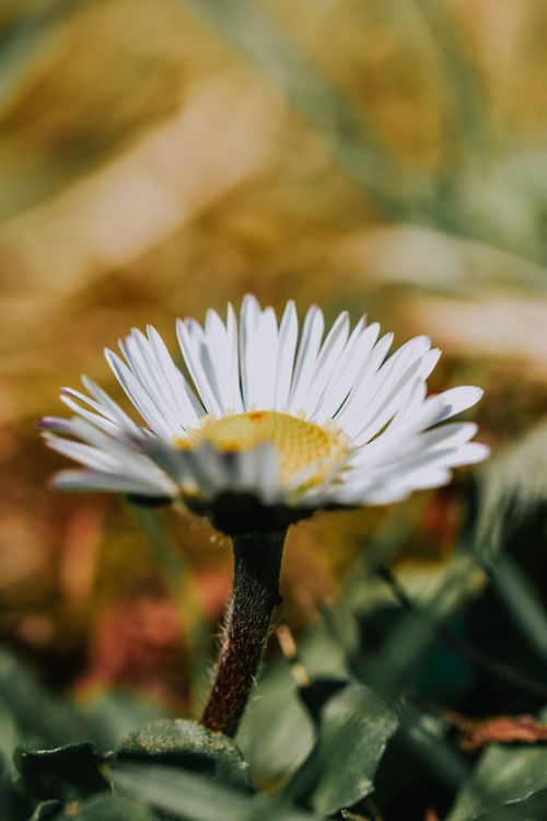 Free Detailed shot of a daisy flower with white petals and a yellow center against a blurred background. Stock Photo