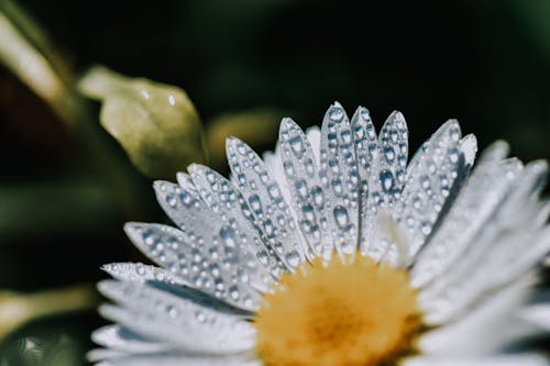Free White Daisy With Water Droplets Stock Photo
