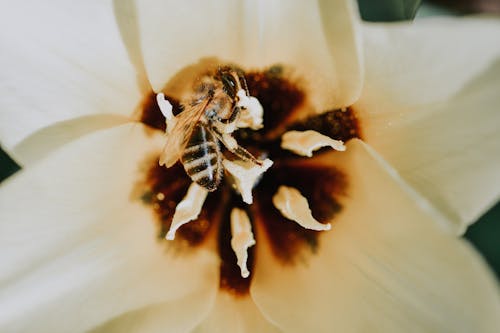 Kostnadsfria Kostnadsfri bild av bi, blomfotografi, blomma Stock foto