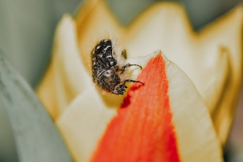 Kostnadsfria Kostnadsfri bild av bi, insekt, kronblad Stock foto