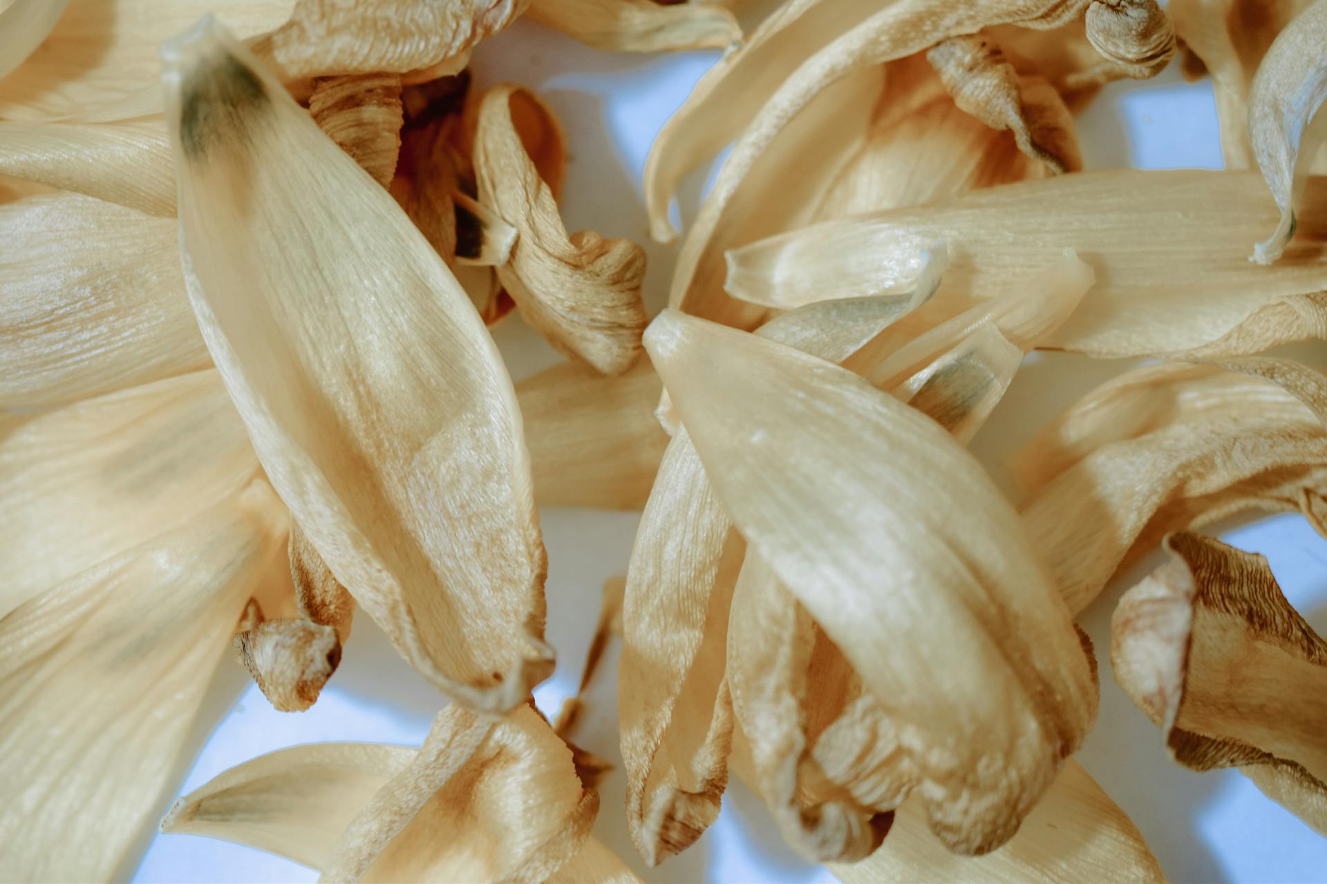 Close up of Dried Leaves